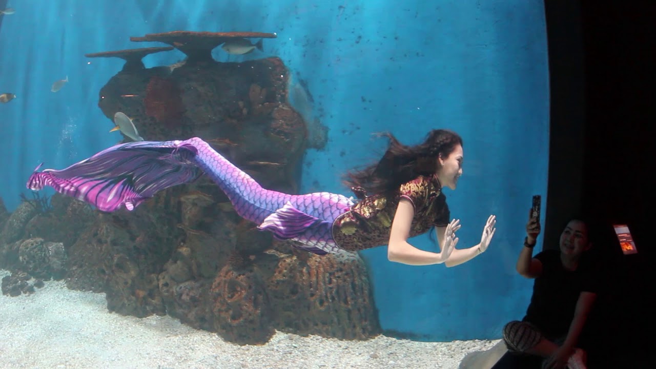 Nikita Fima sedang menjadi mermaid di aquarium